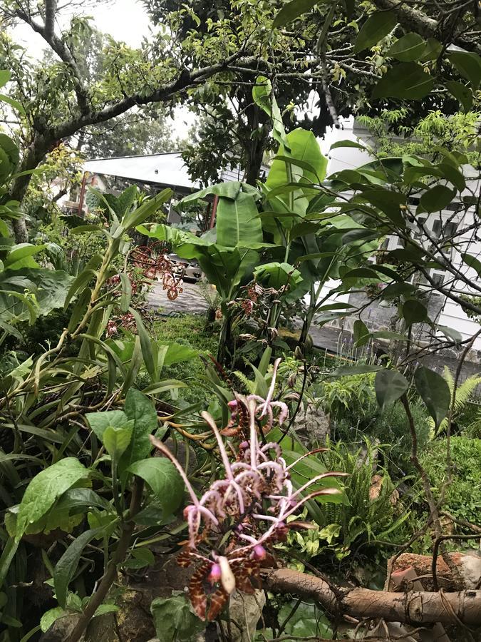 De Daisy Villa Homestay Da Lat Eksteriør billede