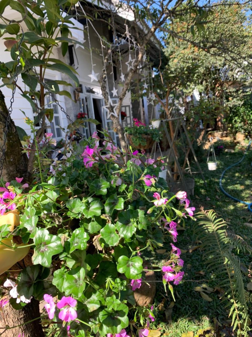 De Daisy Villa Homestay Da Lat Eksteriør billede